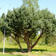 Watereri grm (Pinus Sylvestrii Watereri)
