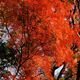 Japanski javor Orange Dream, (Acer Palmatum) - 1-godišnje sadnice - 25cm