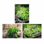 Slike u setu 3 kom 30x40 cm Herbs – Casa Selección
