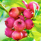 Pinkberry ružičasta borovnica (Vaccinium Corymbosum Pink Berry) 2,5-godišnje sadnice