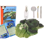 Ammonite Turtle Excavation Educational Kit